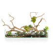 John Richard Succulent Tree