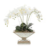 John Richard Pleasing Phalaenopsis