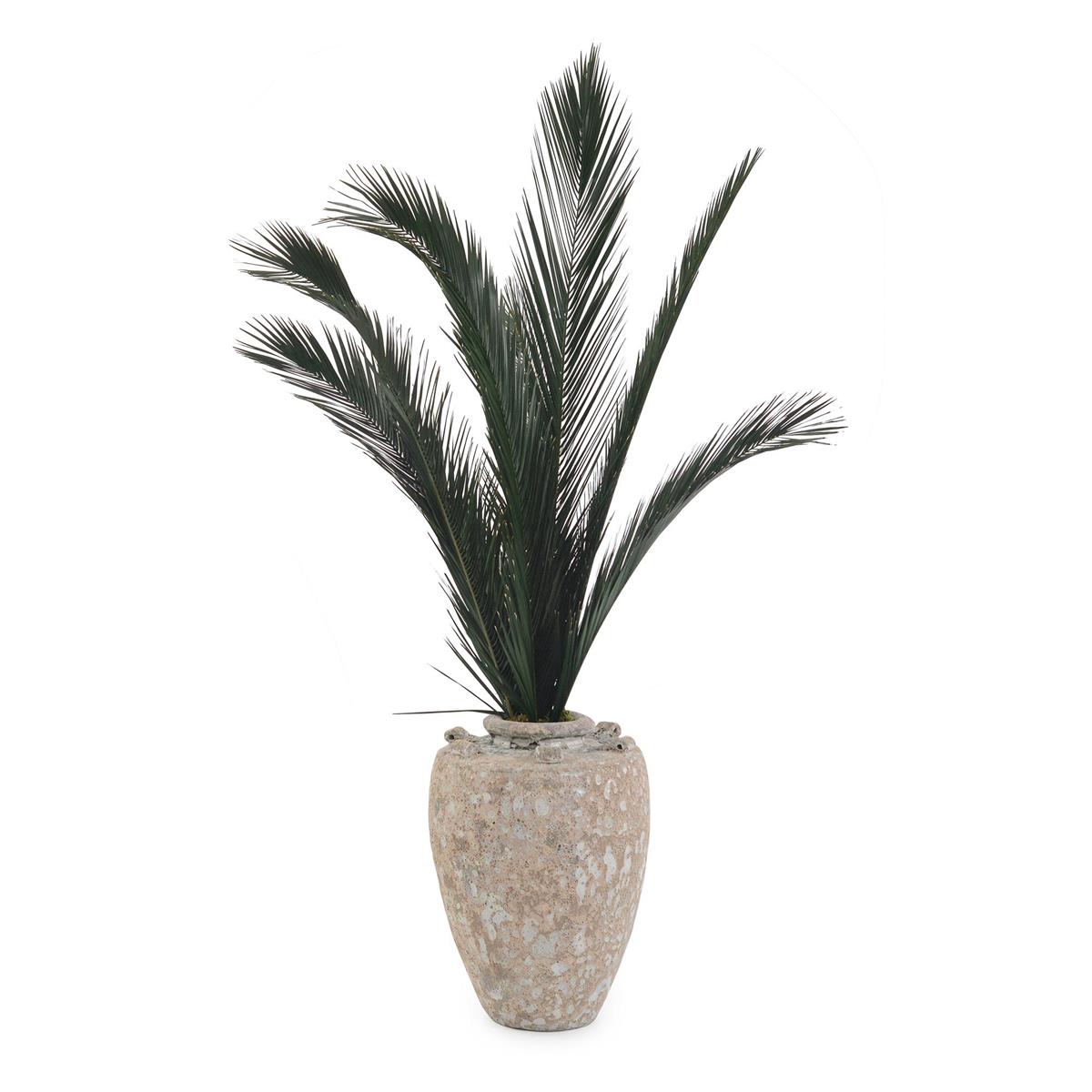 John Richard Crusty Palms