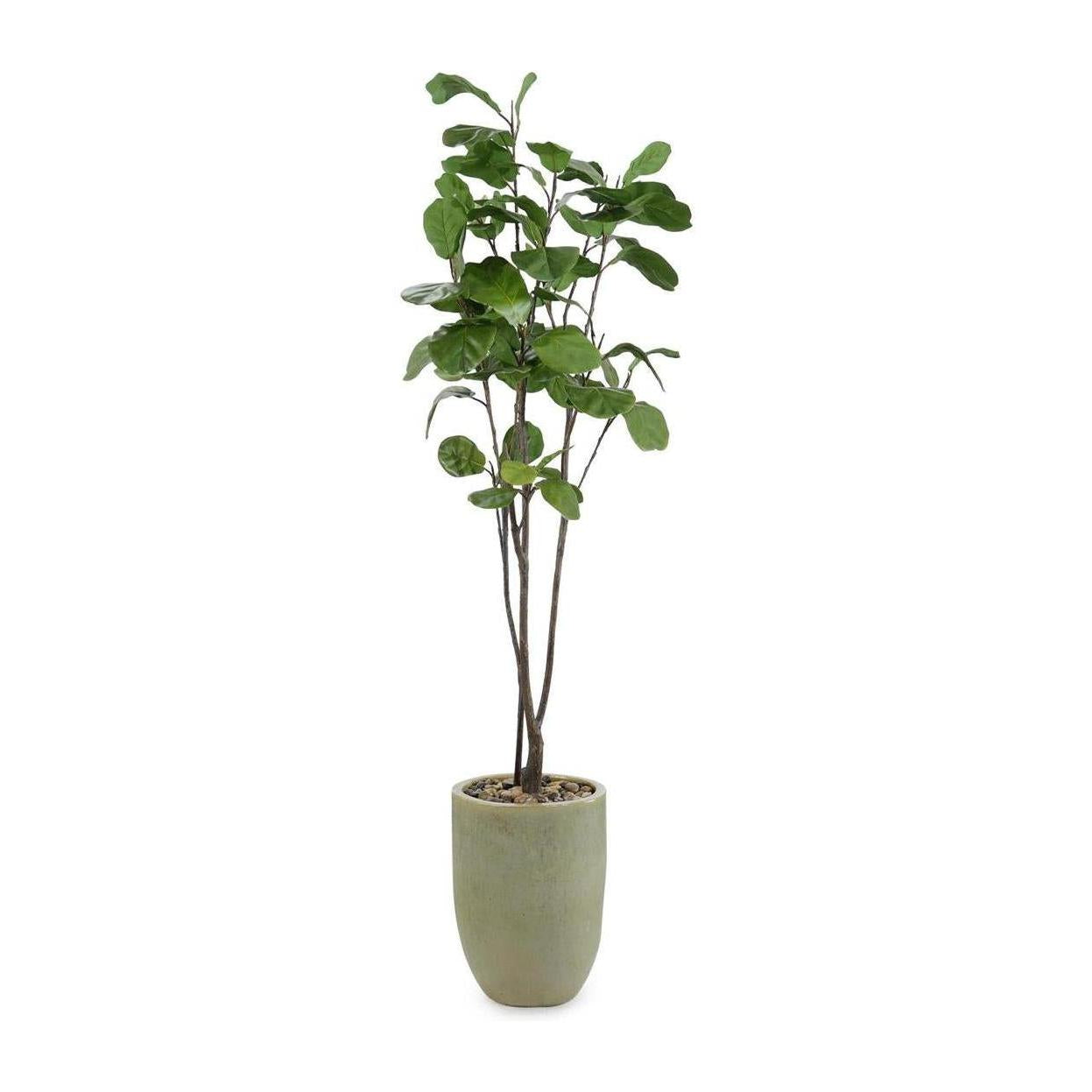 John Richard Decor Tall and Slender Fiddle Leaf Fig