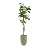 John Richard Decor Tall and Slender Fiddle Leaf Fig