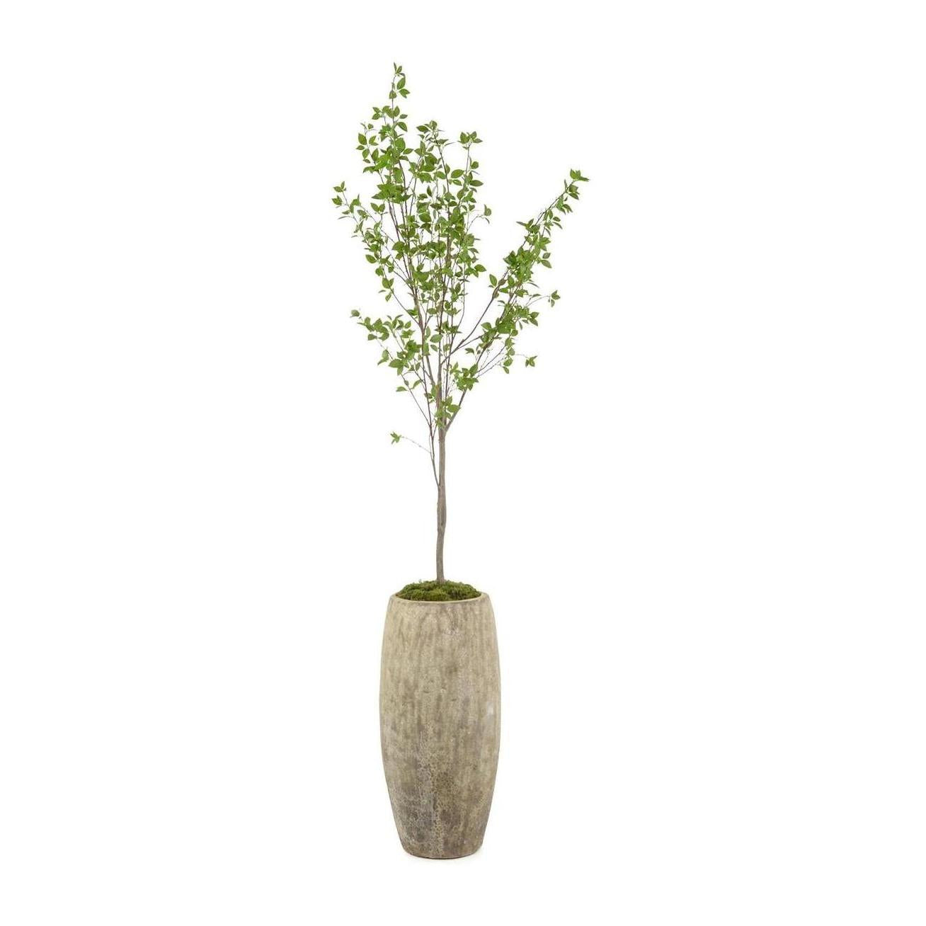 John Richard Decor Red Twig Dogwood