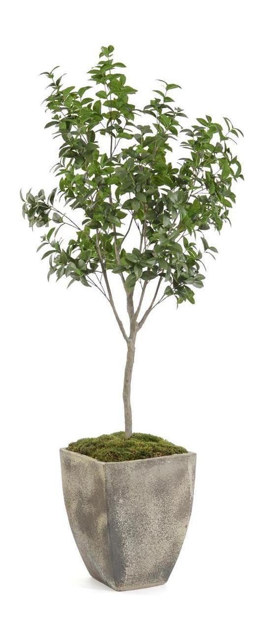 John Richard Decor Bay Laurel Tree