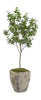 John Richard Decor Bay Laurel Tree
