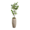 John Richard Decor Slender Fiddle Leaf Fig