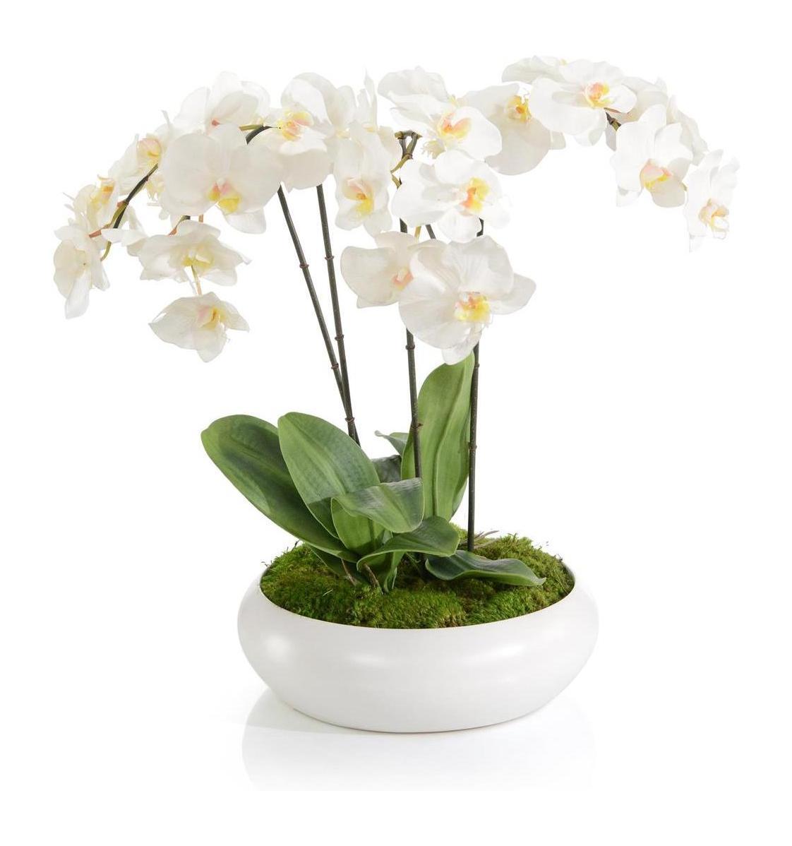 John Richard Decor Beautiful Orchids