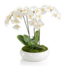 John Richard Decor Beautiful Orchids