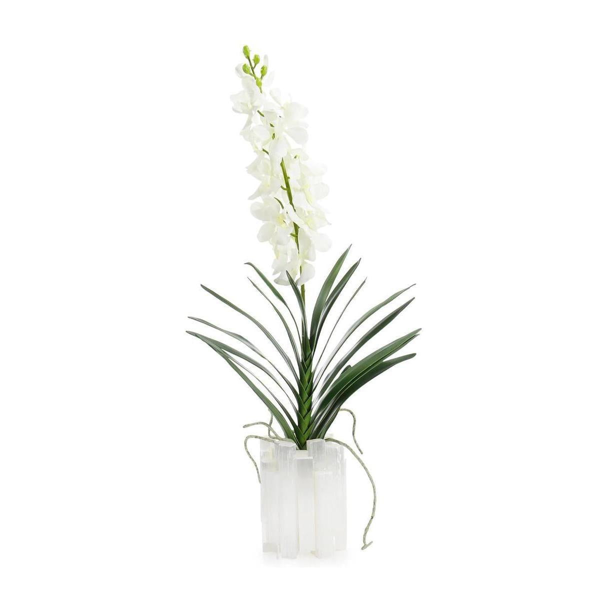 John Richard Decor Dendrobium 'N' Selenite