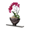 John Richard Decor Midnight Phalaenopsis