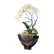 John Richard Decor Dawn Phalaenopsis
