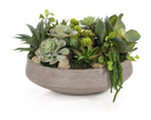 John Richard Decor Amsterdam Succulents