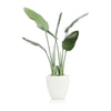 John Richard Decor Tropical Bird of Paradise