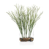 John Richard Decor Cactus Succulent