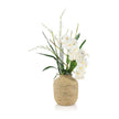 John Richard Decor Tahitian Orchids