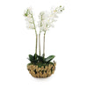 John Richard Decor Orchid Elegance