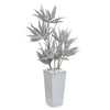 John Richard Frosted Agave Plant