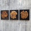 Uttermost Kolini Teak Wood Wall Decor - Set of 3