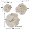 Uttermost Teo Bleached Wood Wall Decor - Set of 3