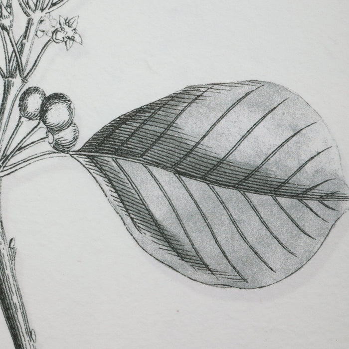 Uttermost Farmhouse Florals Framed Prints - Set of 9