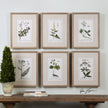 Uttermost Green Floral Botanical Study Prints - Set of 6