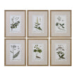 Uttermost Green Floral Botanical Study Prints - Set of 6