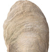Uttermost Oyster Shell Sculptures - Set of 2
