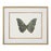 John Richard Shimmering Butterfly