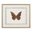 John Richard Shimmering Butterfly