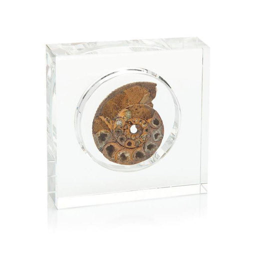 John Richard Ammonite Encased in Crystal