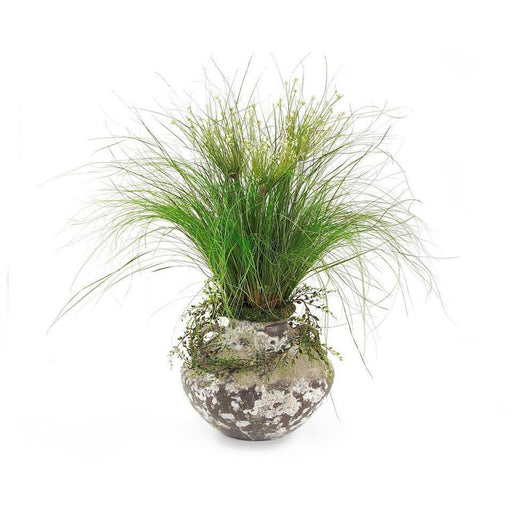 John Richard Allium Grass