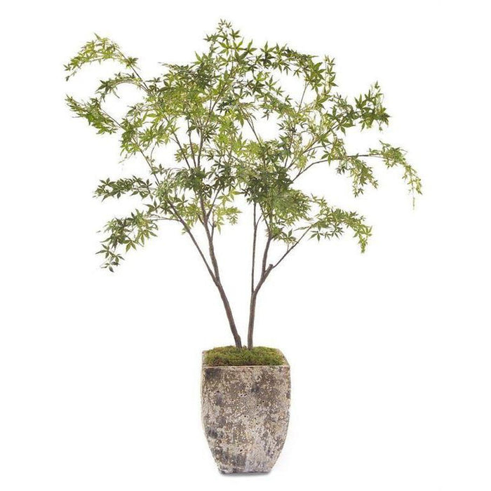 John Richard Two Maples