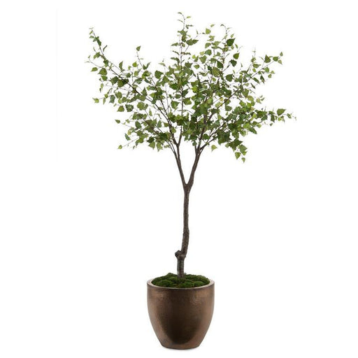 John Richard Bronze Beech