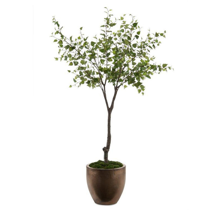 John Richard Bronze Beech