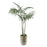 John Richard Areca Palm
