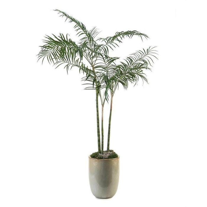 John Richard Areca Palm