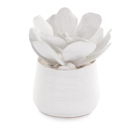 John Richard White Succulents