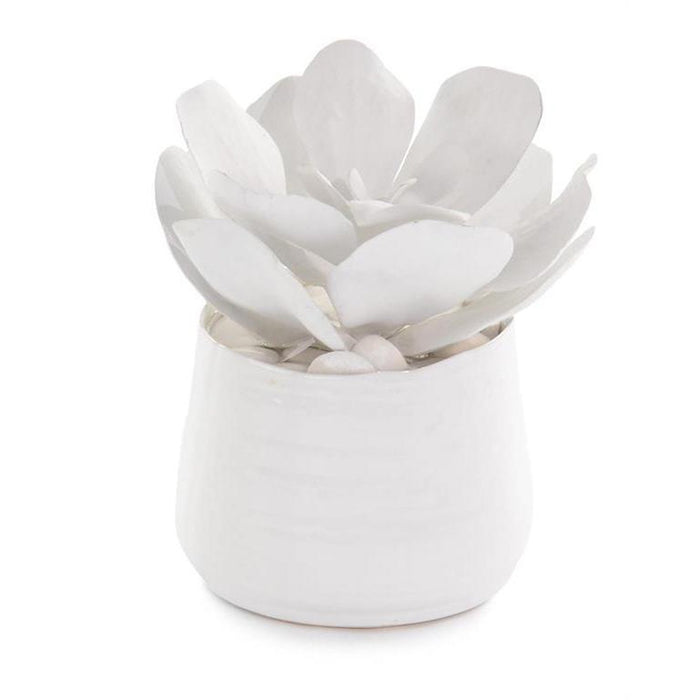 John Richard White Succulents