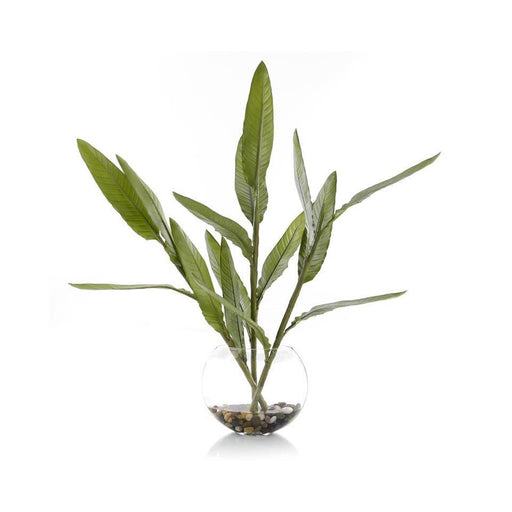 John Richard Bird-of-Paradise