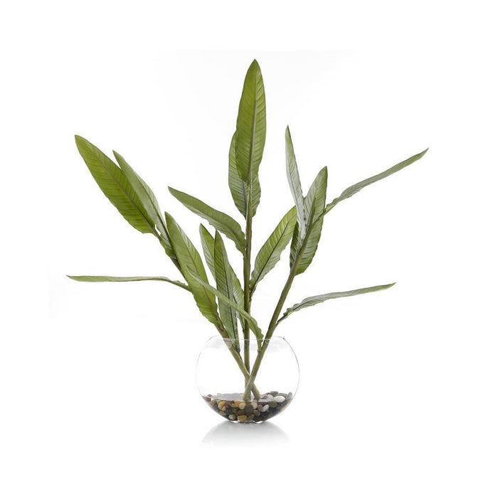 John Richard Bird-of-Paradise