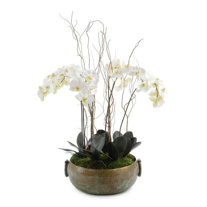 John Richard Tuscan Phalaenopsis