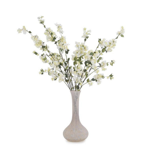 John Richard Blushing Bougainvillea