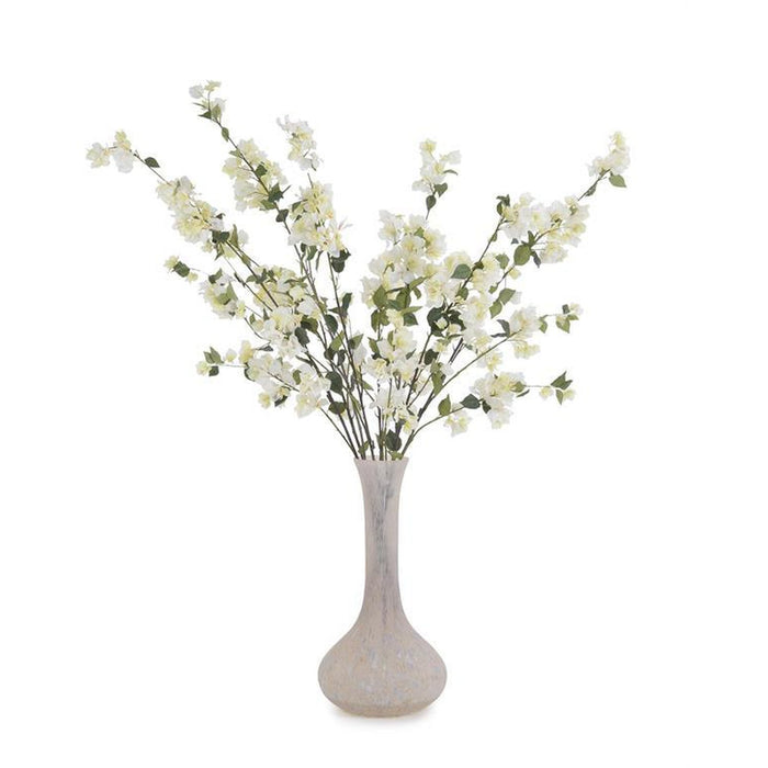 John Richard Blushing Bougainvillea