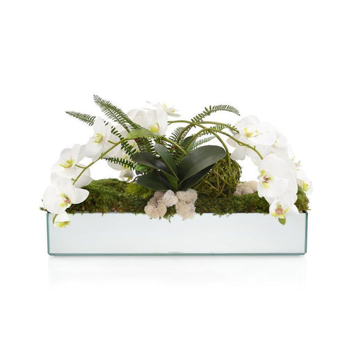 John Richard Tree Orchids