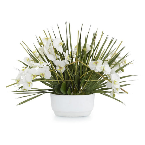 John Richard Trellis Phalaenopsis