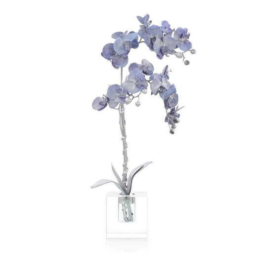 John Richard Carly's Orchid