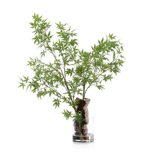 John Richard Aqua Maple