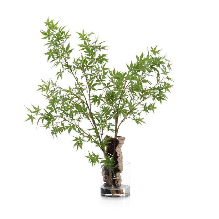 John Richard Aqua Maple