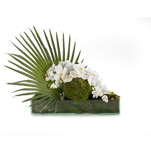 John Richard Washingtonia Orchid